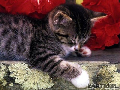 słodziutki koteczek