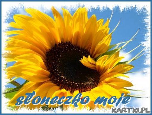 Słoneczniki