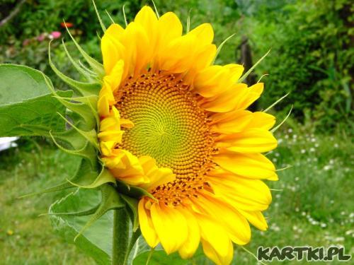 Słoneczniki