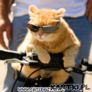 śmieszny kot