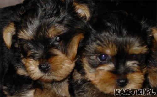 Śpioszki są wśród nas