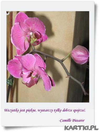 Storczyk