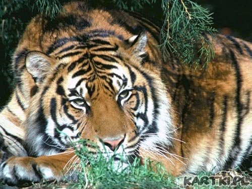 tiger