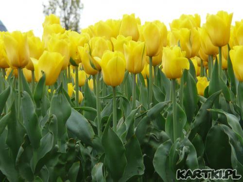 Tulipany