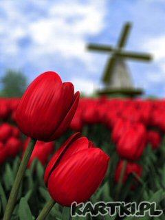 Tulipany
