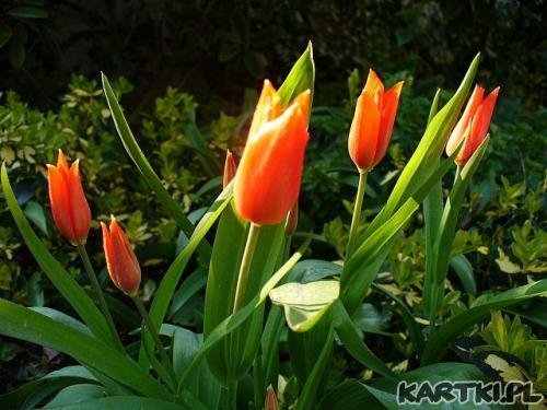 Tulipany