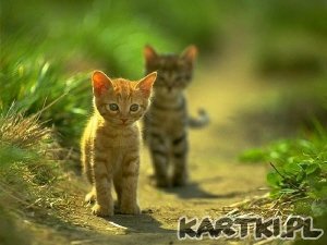 We dwójkę zawsze raźniej!