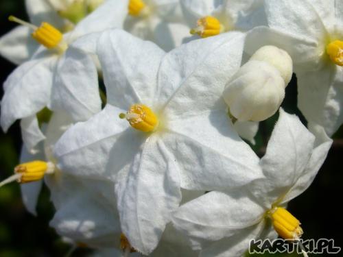 wszystkiego najlepszego