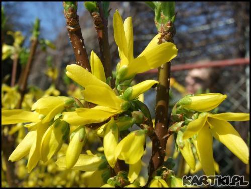 Z kwiatem słońca upiętym przy skroni