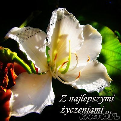 Z Najlepszymi Życzeniami