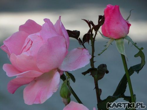 Z OKAZJI DNIA KOBIET