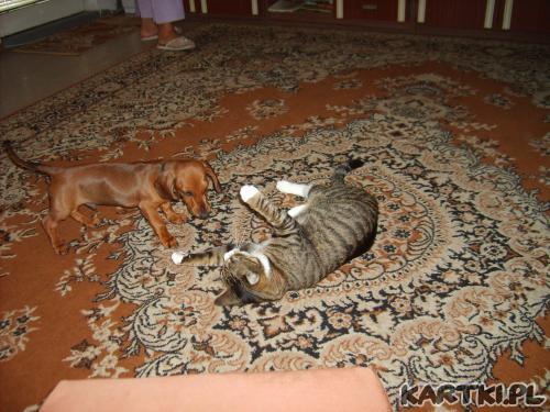 zabawa Tofika i Tygrysa