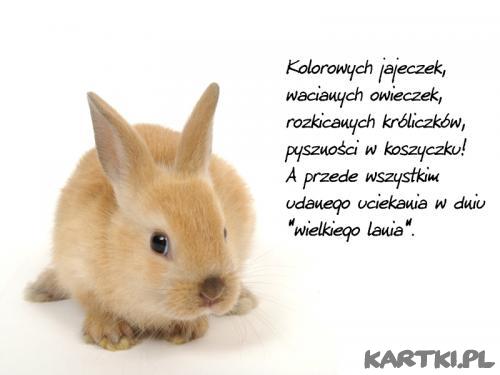 zajączek