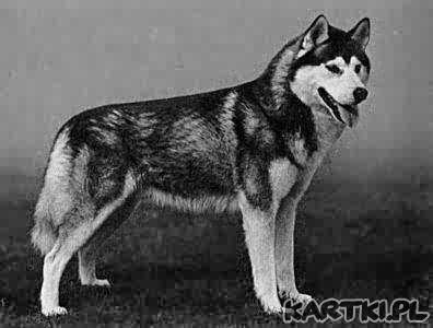 zawsze na Ciebie czekam