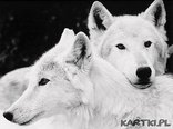 Białe wilki