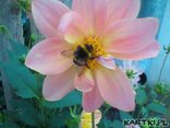 dalia z trzmielem 000