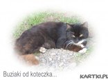 koteczek