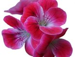 kwiaty dla Beaty