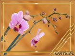 orchidea