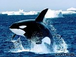 orka