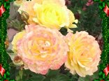 roze