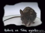 Tęsknię...
