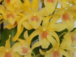uroda orchideii