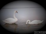Zawstydzona