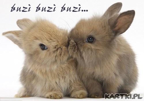 buzi buzi buzi...