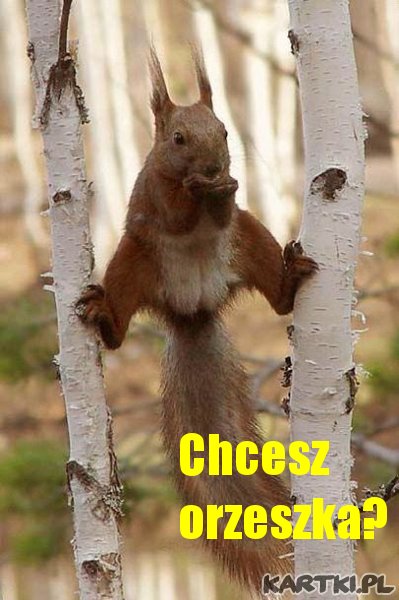 Chcesz orzeszka?