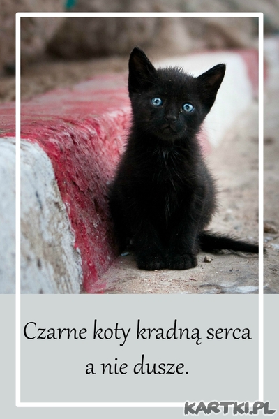 Czarne koty kradną serca a nie dusze