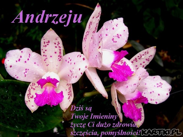 Dla Andrzeja
