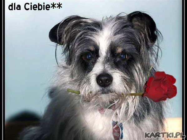 dla Ciebie**