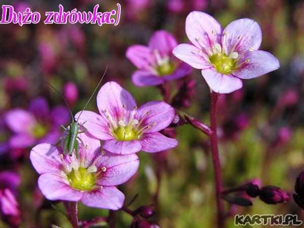 Dużo zdrówka:):):)