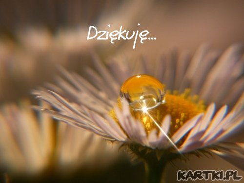 Dziękuję