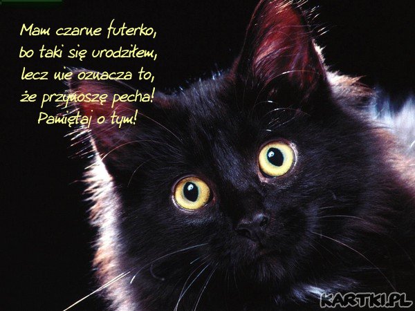 Dzień czarnego kota