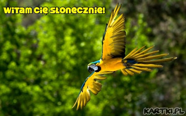 Dzień dobry!