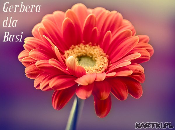 gerbera