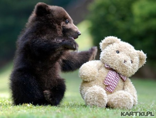 Hej, Misiek..., cos ty taki sztywny..?