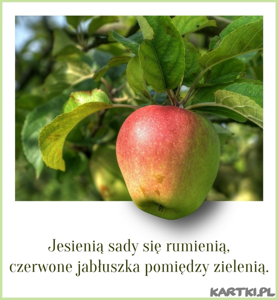 Jesienią sady się rumienią,czerwone jabłuszka pomiędzy zielenią