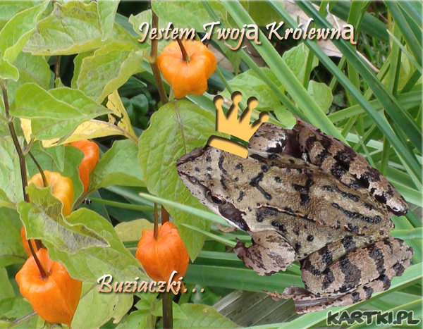 Jestem Twoją królewną.