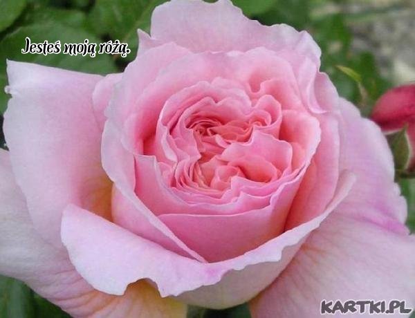 Jesteś moją różą.