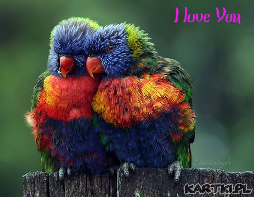 Kochamy sie jak papuzki 