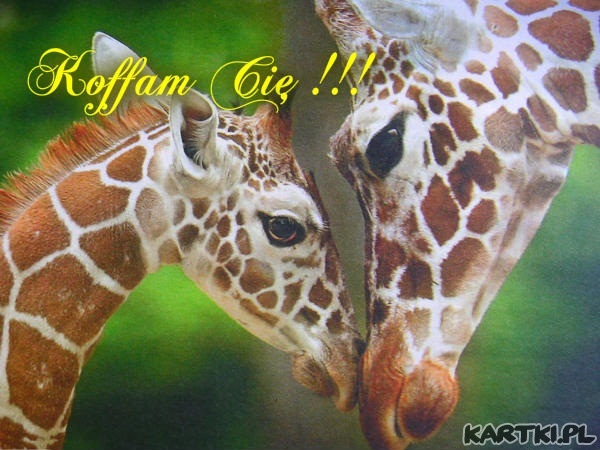 KOFFAM CIĘ.
