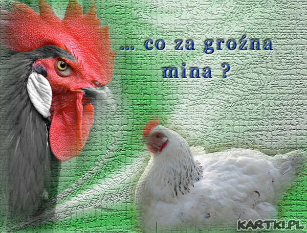 Kogut - władca