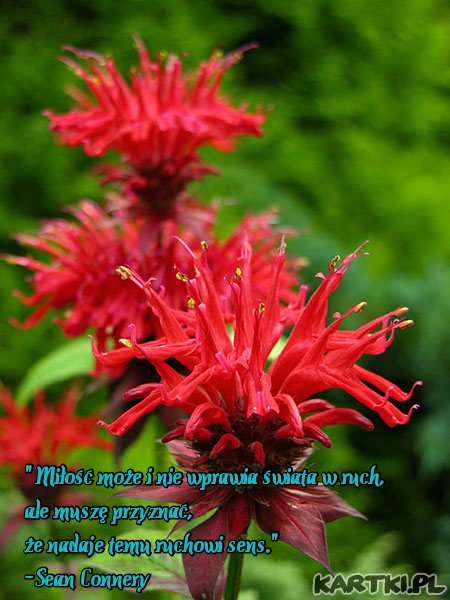 Kwiatki z cytatem