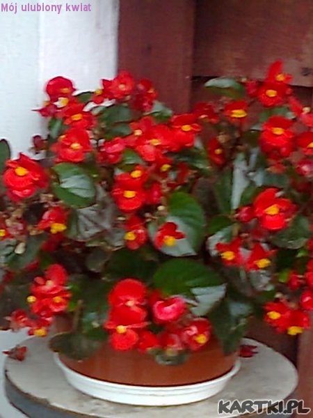 Kwiaty