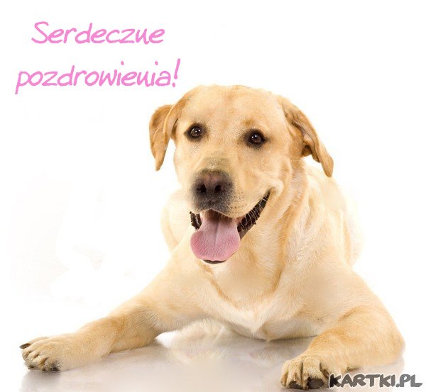 Labradorek pozdrawia