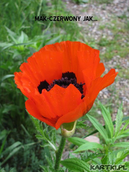 MAK-CZERWONY JAK....
