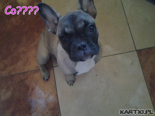 mały śmieszny buldożer 